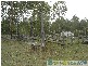 Berajondo QLD 4674