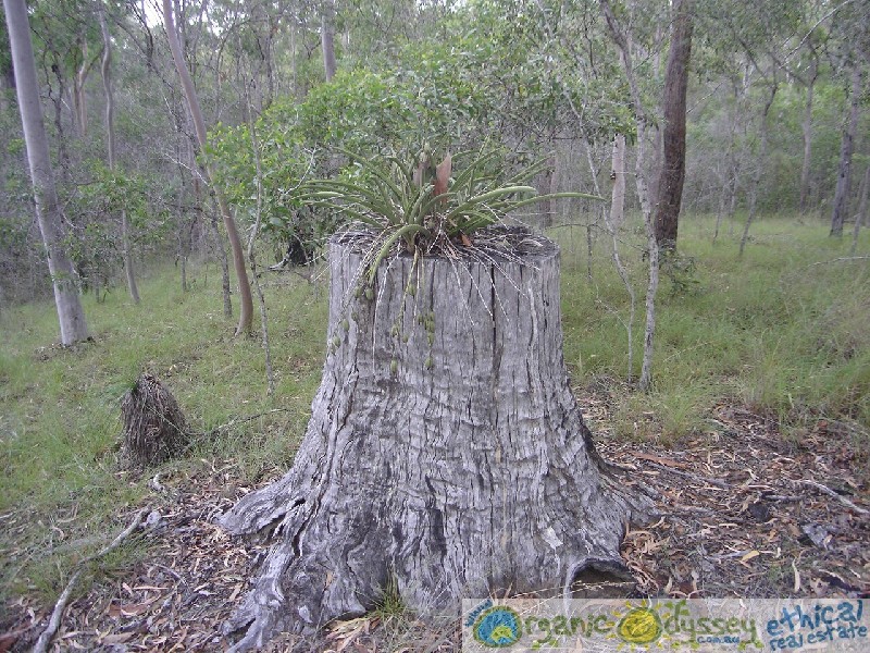 Euleilah QLD 4674