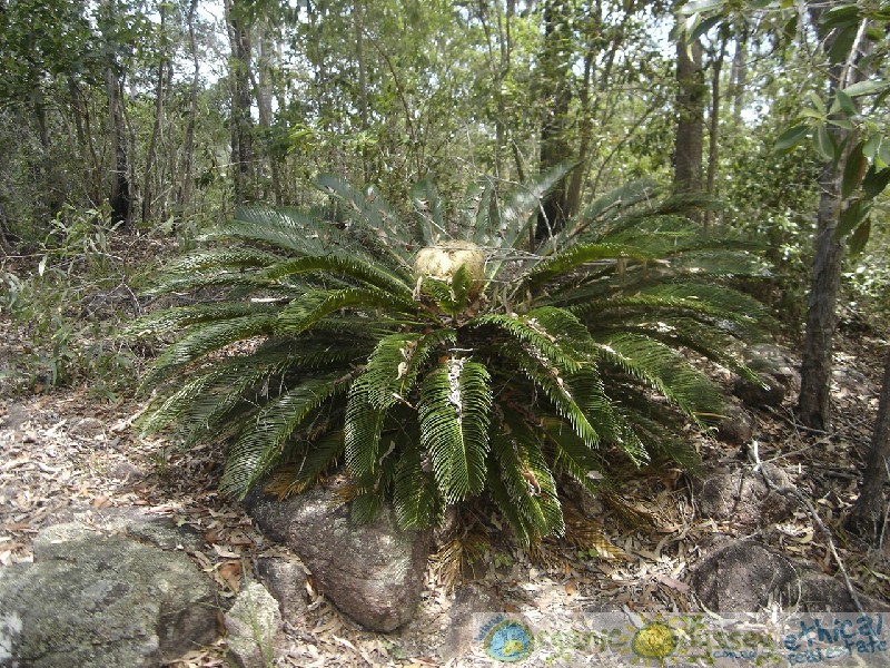 Lowmead QLD 4676