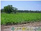 Oyster Creek QLD 4674
