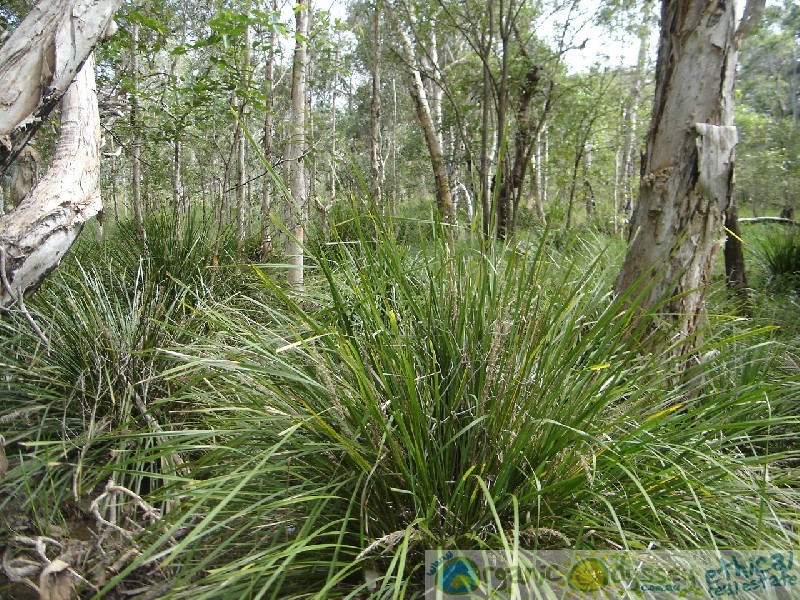 Captain Creek QLD 4677