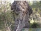 58 Marions Rd, Yandaran QLD 4673