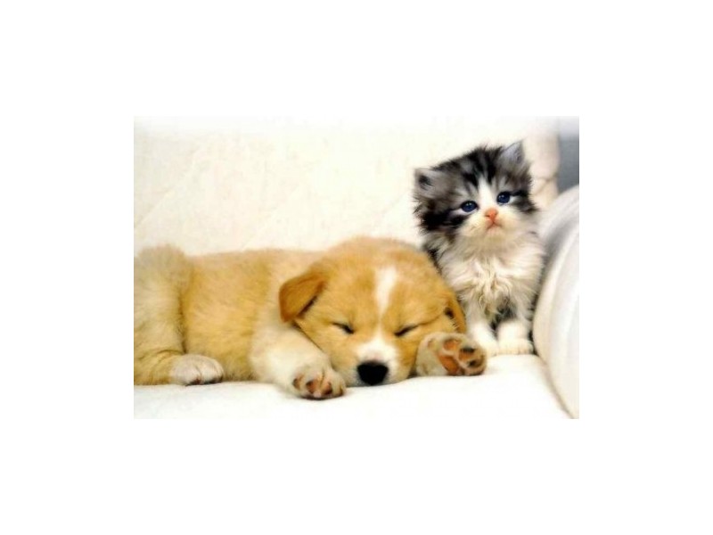 19-25 Wyndham Street, Alexandria NSW 2015