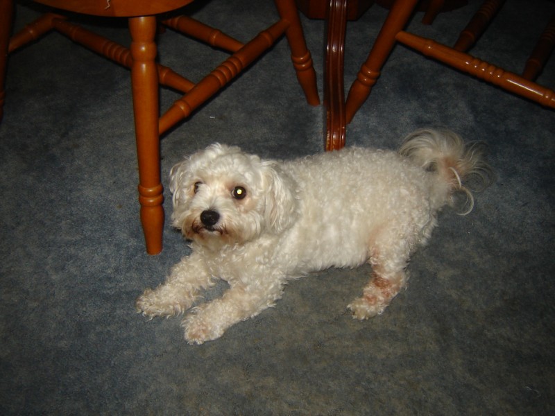 10 Curlew Street, Macleay Island QLD 4184