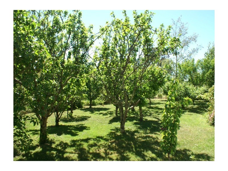 62  Barrington Road, Sheffield TAS 7306