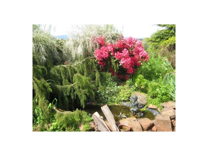Sassafras TAS 7307