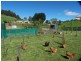 1 Lake Barrington Road, Wilmot TAS 7310