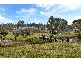 Pokolbin NSW 2320