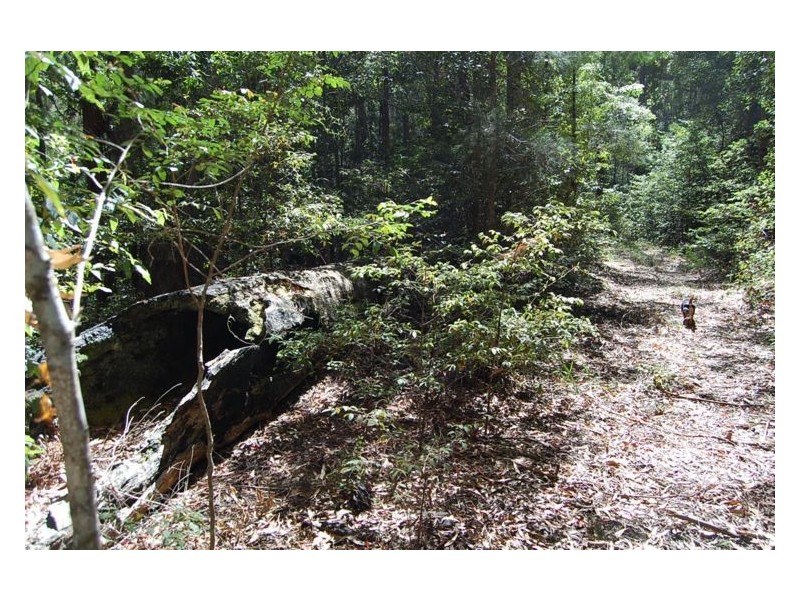 534 Missabotti Road, Missabotti NSW 2449