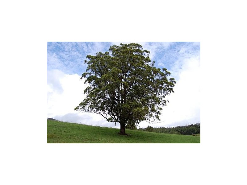 Lot 320 Wards Road, Macksville NSW 2447