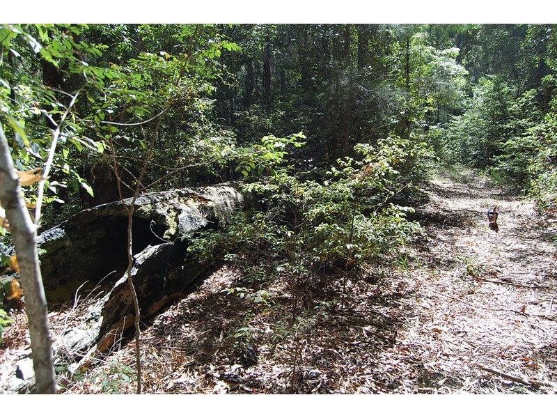 534 Missabotti Road, Missabotti NSW 2449