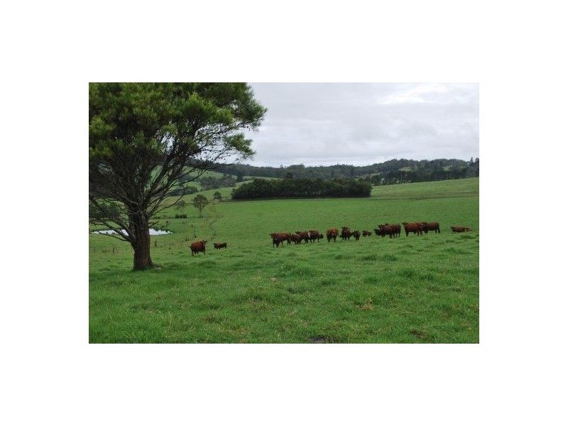 2040 Eastern Dorrigo Road, Ulong NSW 2450