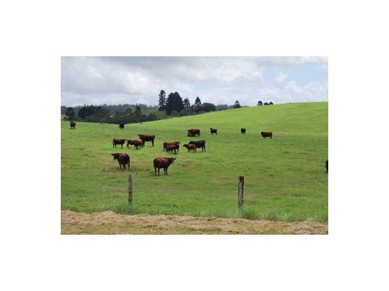 2040 Eastern Dorrigo Road, Ulong NSW 2450