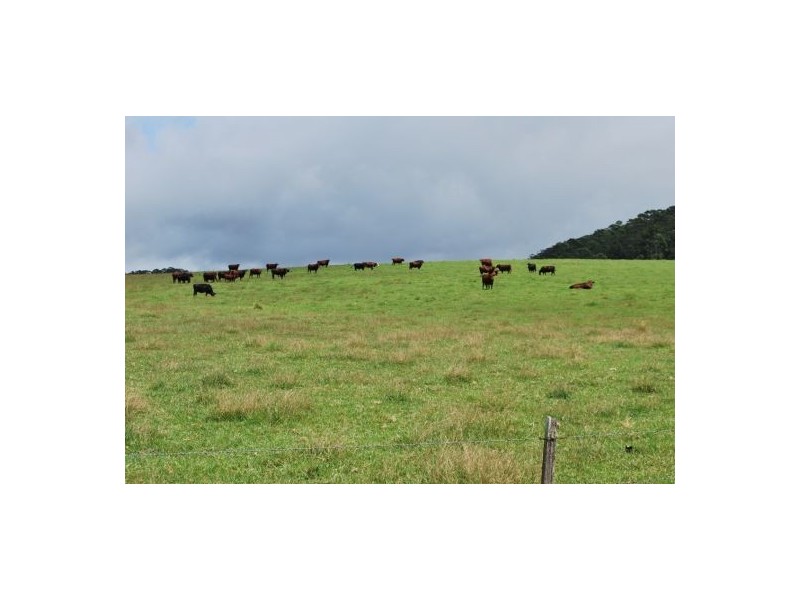 2040 Eastern Dorrigo Road, Ulong NSW 2450