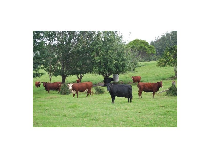 2040 Eastern Dorrigo Road, Ulong NSW 2450