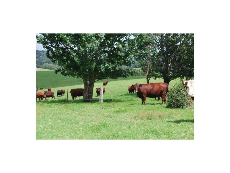 2040 Eastern Dorrigo Road, Ulong NSW 2450