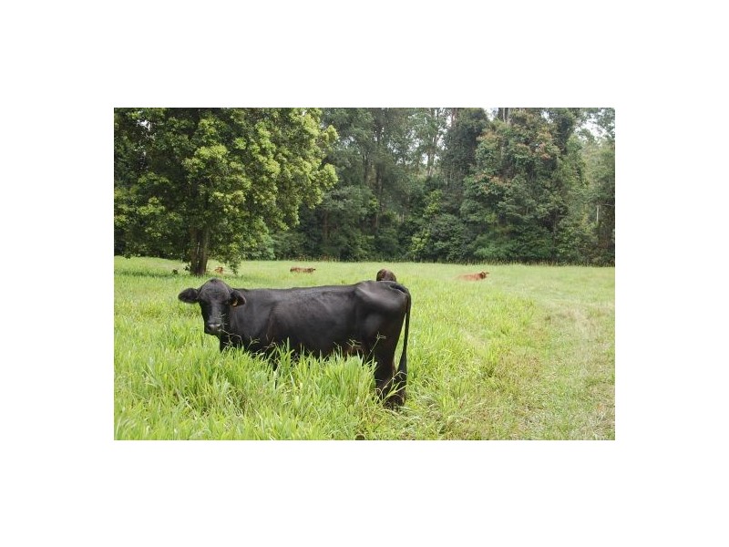 316 Bellingen Road, Bowraville NSW 2449