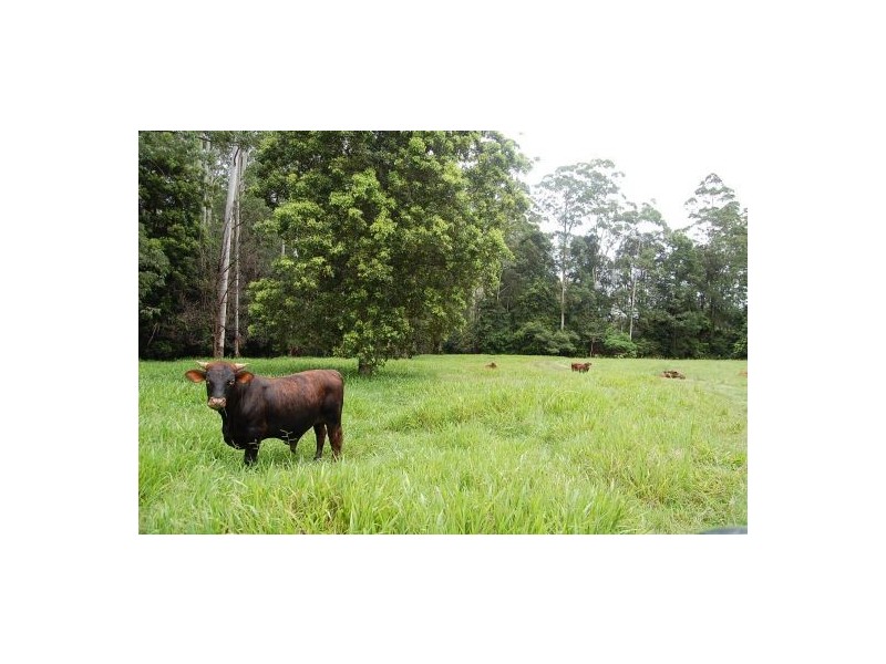 316 Bellingen Road, Bowraville NSW 2449