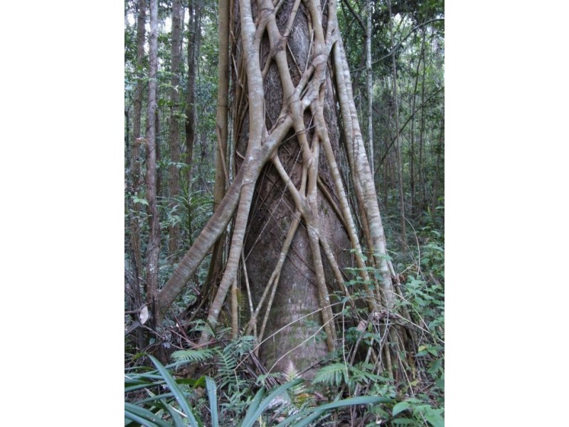 Lot 4 North Congarinni Road, Macksville NSW 2447