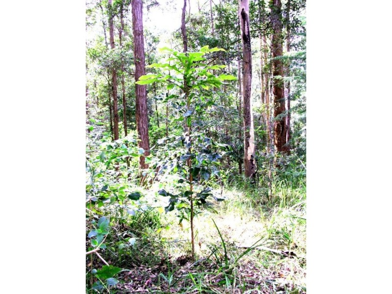 Lot 4 North Congarinni Road, Macksville NSW 2447