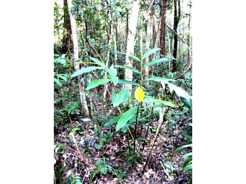 Lot 4 North Congarinni Road, Macksville NSW 2447