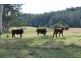 Lot 12 Mole Creek Road, Lowanna NSW 2450