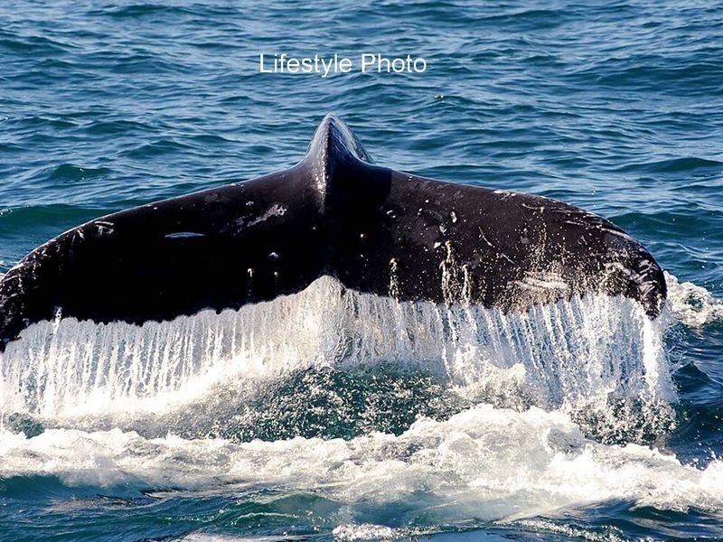 14A Victoria Street, Coffs Harbour NSW 2450