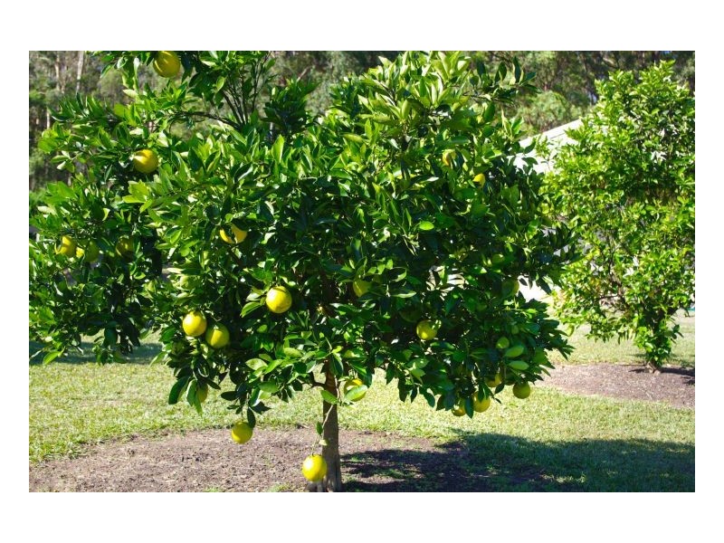 22 Mullalone Place, Pampoolah NSW 2430