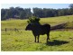 89 Factory Road, Mitchells Island NSW 2430