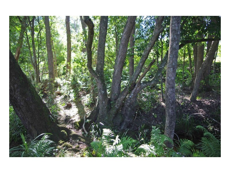 241 Kings Creek Road, Krambach NSW 2429