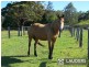 1291 Manning Point Road, Mitchells Island NSW 2430