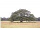 Lot 2 Jobsons Lane, Mitchells Island NSW 2430
