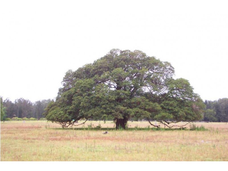 Lot 2 Jobsons Lane, Mitchells Island NSW 2430