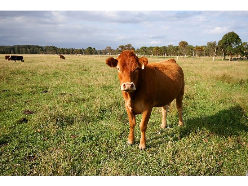 Oxley Island NSW 2430