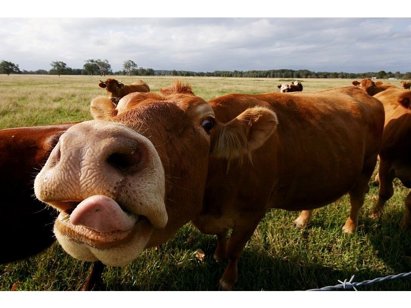 Oxley Island NSW 2430