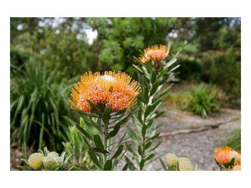 7 Rainforest Dr, Mitchells Island NSW 2430