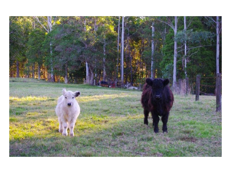 506 Half Chain Road, Koorainghat NSW 2430