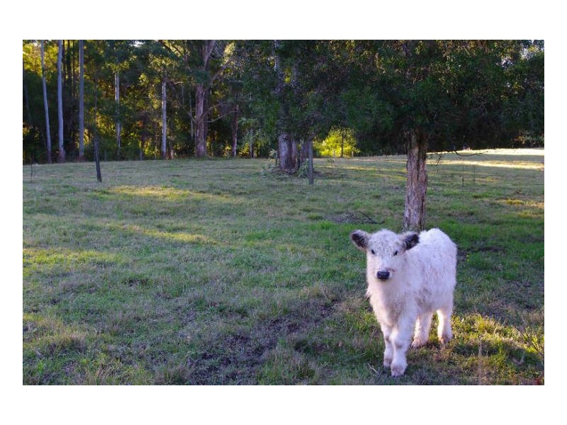 506 Half Chain Road, Koorainghat NSW 2430