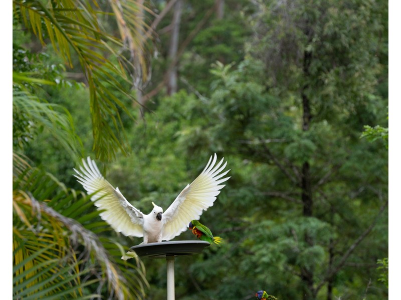 605 Hopkins Creek Road, Hopkins Creek NSW 2484