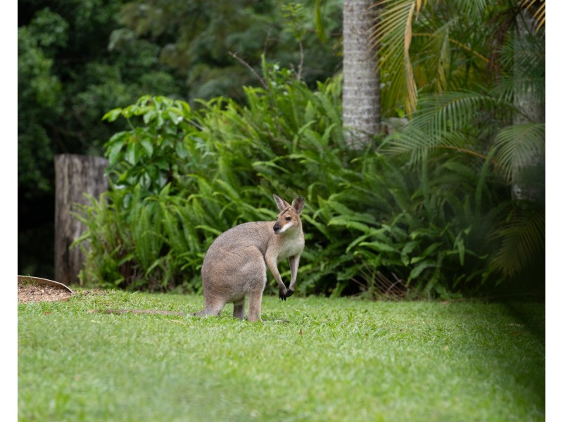 605 Hopkins Creek Road, Hopkins Creek NSW 2484