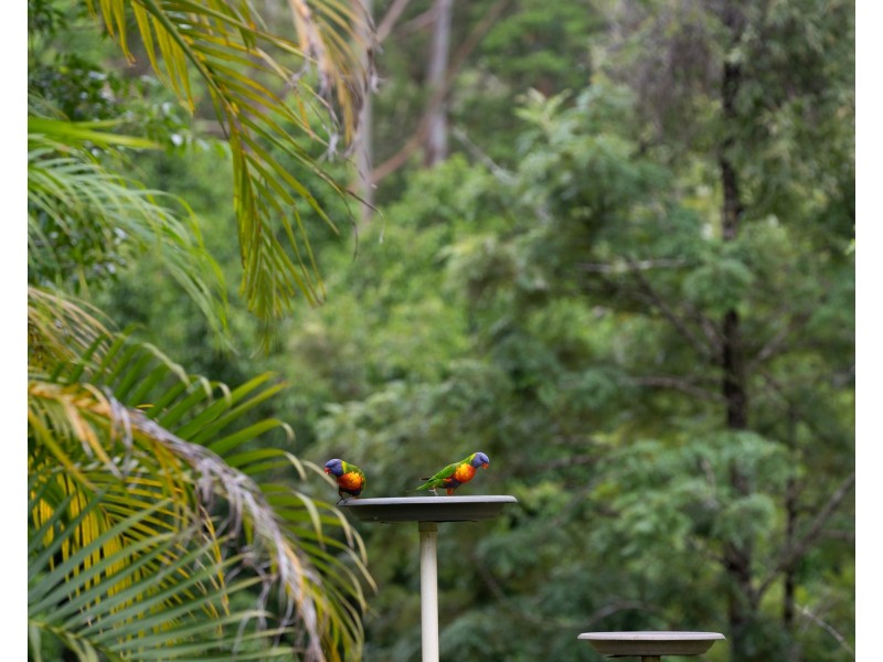 605 Hopkins Creek Road, Hopkins Creek NSW 2484