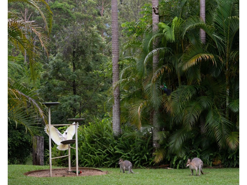 605 Hopkins Creek Road, Hopkins Creek NSW 2484