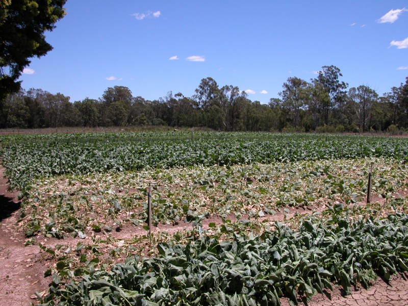 Catherine Field NSW 2557