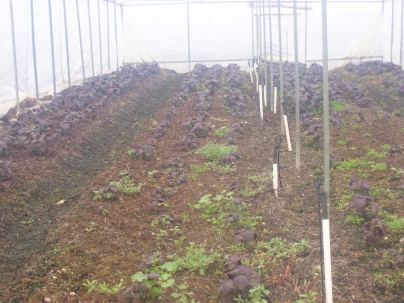 Badgerys Creek NSW 2555