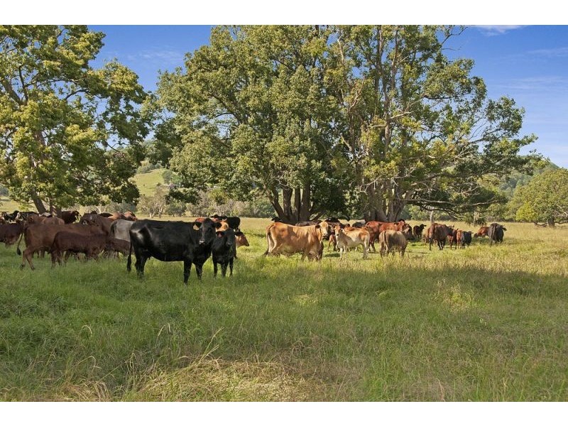 156 The Pocket Road, Billinudgel NSW 2483