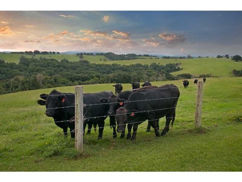 305 Coolamon Scenic Drive, Coorabell NSW 2479