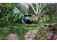 100 Old Bangalow Road, Byron Bay NSW 2481