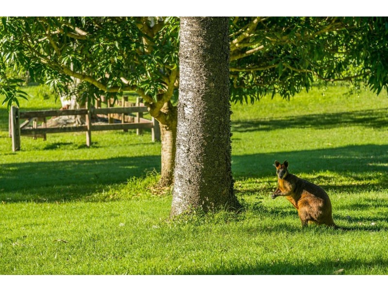 100 Old Bangalow Road, Byron Bay NSW 2481