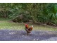 497 Mount Warning Road,, Mount Warning NSW 2484