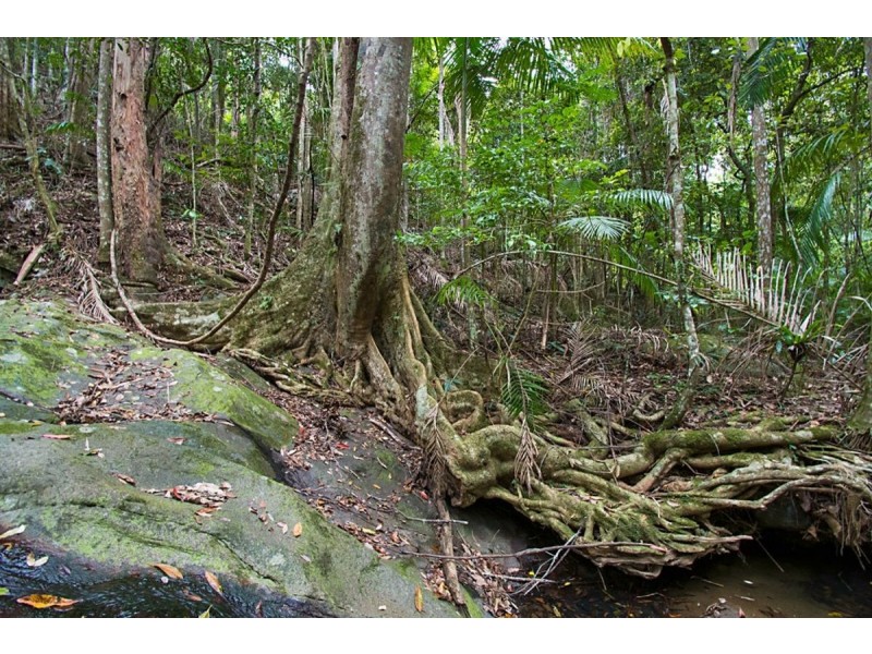 497 Mount Warning Road,, Mount Warning NSW 2484